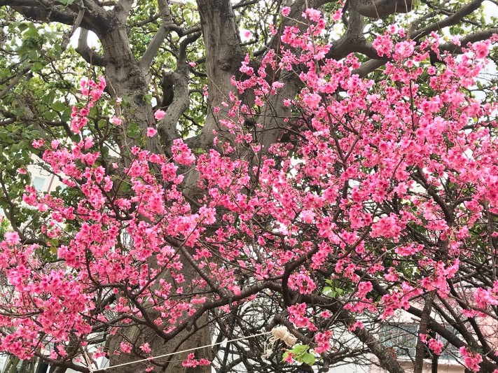 満開の桜