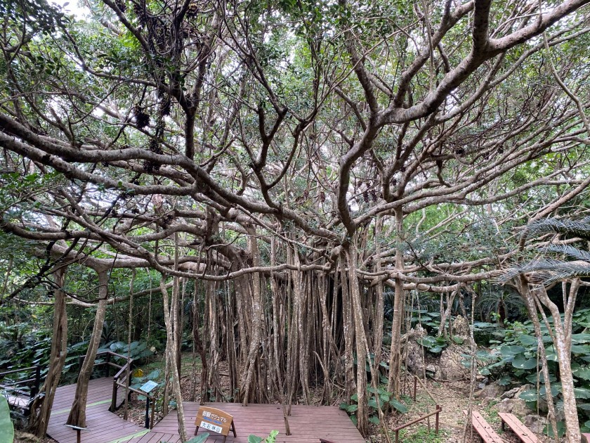 【沖縄の恵み】南国の風を感じる天然木 セール家具・インテリア - 【沖縄の恵み】南国の風を感じる天然木