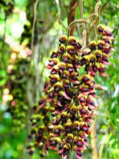 【沖縄の恵み】南国の風を感じる天然木 沖縄最強パワースポット『大石林山』でエネルギーチャージ!! | 新着